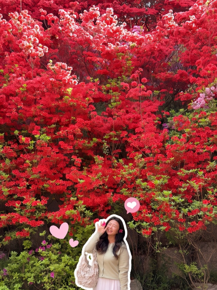  전주 완산칠봉꽃동산 겹벚꽃 명소 가는법 맛집 주차