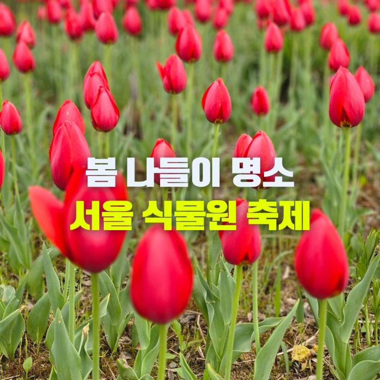 마곡 서울 식물원 튤립 해봄축제 일정 주차장 위치 봄나들이 가볼만한곳 추천