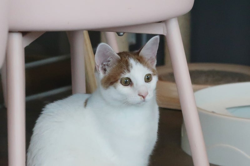 고양이 꿈 해몽, 상황에 따는 꿈 정리해 봤어요