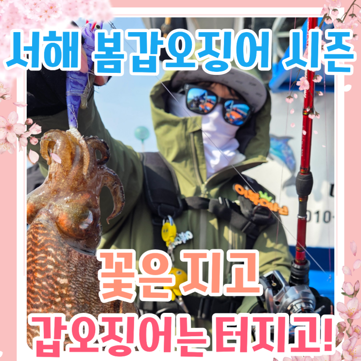  서해 봄 갑오징어 산란갑 시즌 임박!