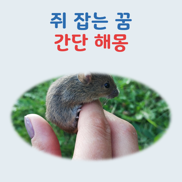 쥐 잡는 꿈 해몽, 문제 해소와 재물 획득의 길몽인 이유