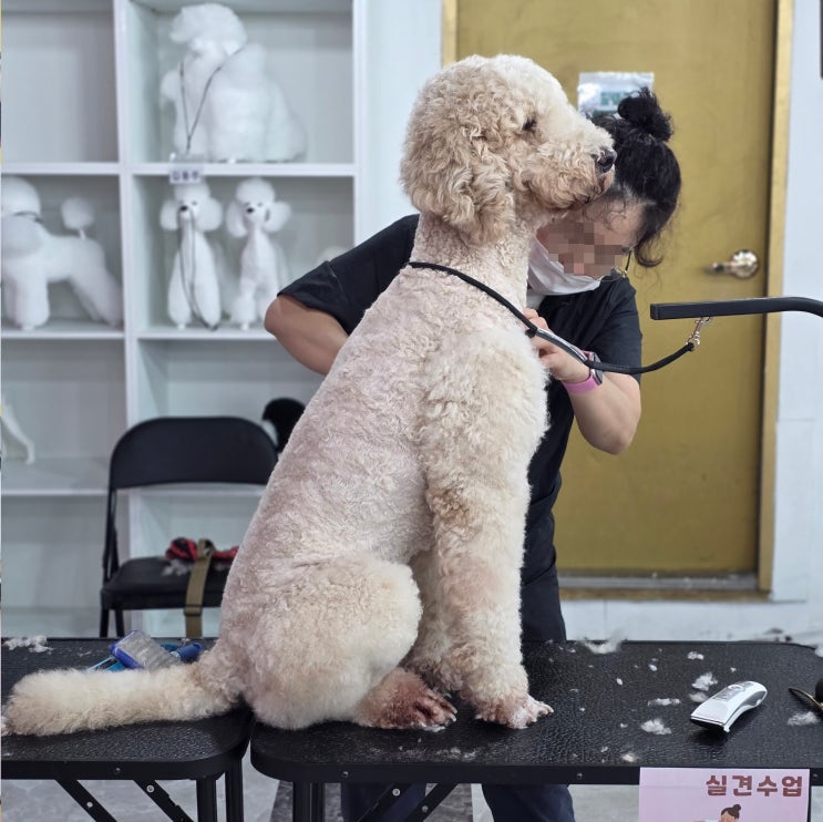  의정부애견미용학원 자부담금 줄이는 방법과 창업 현실