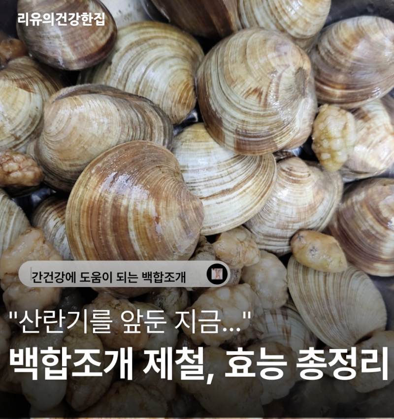 백합조개 제철 효능, 해감 방법
