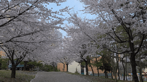 인천 논현동 양떼목장 늘솔길공원 벚꽃 후기/ 숲카페, 유아숲체험원 아이와 가기 좋은 곳