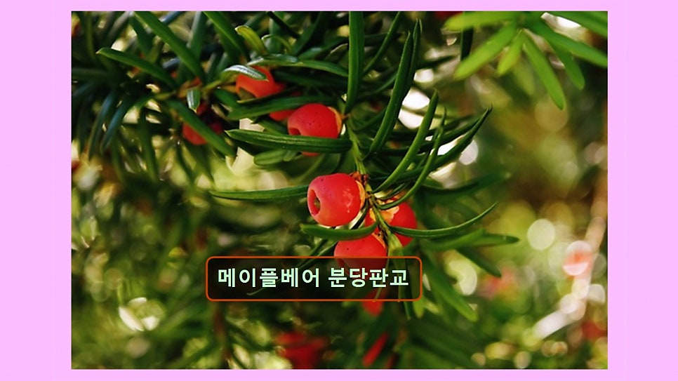 Meipeulbeeo Bundangpangyo photo 4