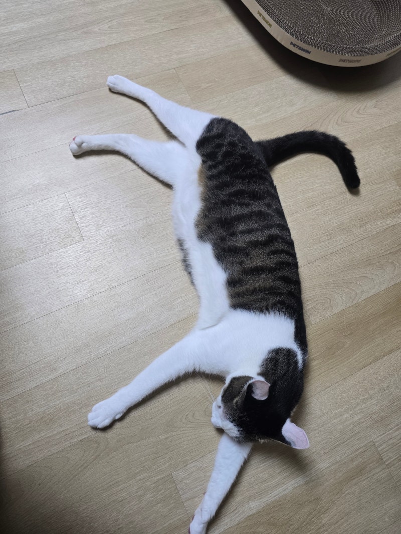 [내돈내산] 고양이 영양제 오메가 3 급여 후기｜묘견서 오메가3 미니