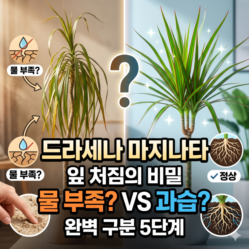 드라세나 마지나타 잎 처짐 원인 물 부족과 과습 구별하는 법