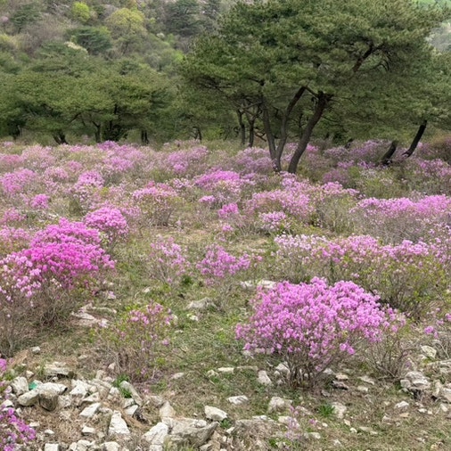 고려산 진달래 군락지 꽃은 지고 여름은 오고