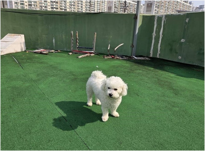 캐슬 애견호텔 애견유치원