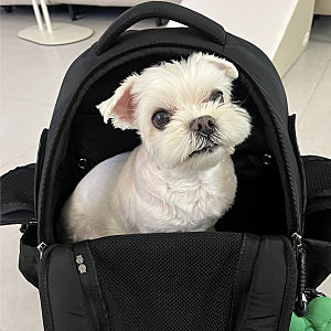 [쏘오옥양문형프론트백] 5kg 강아지 쏘오옥프론트백 M사이즈 가능할까