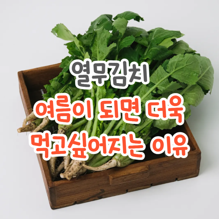  열무 효능, 여름 입맛 없고 소화 안될 때 열무김치 먹는 이유