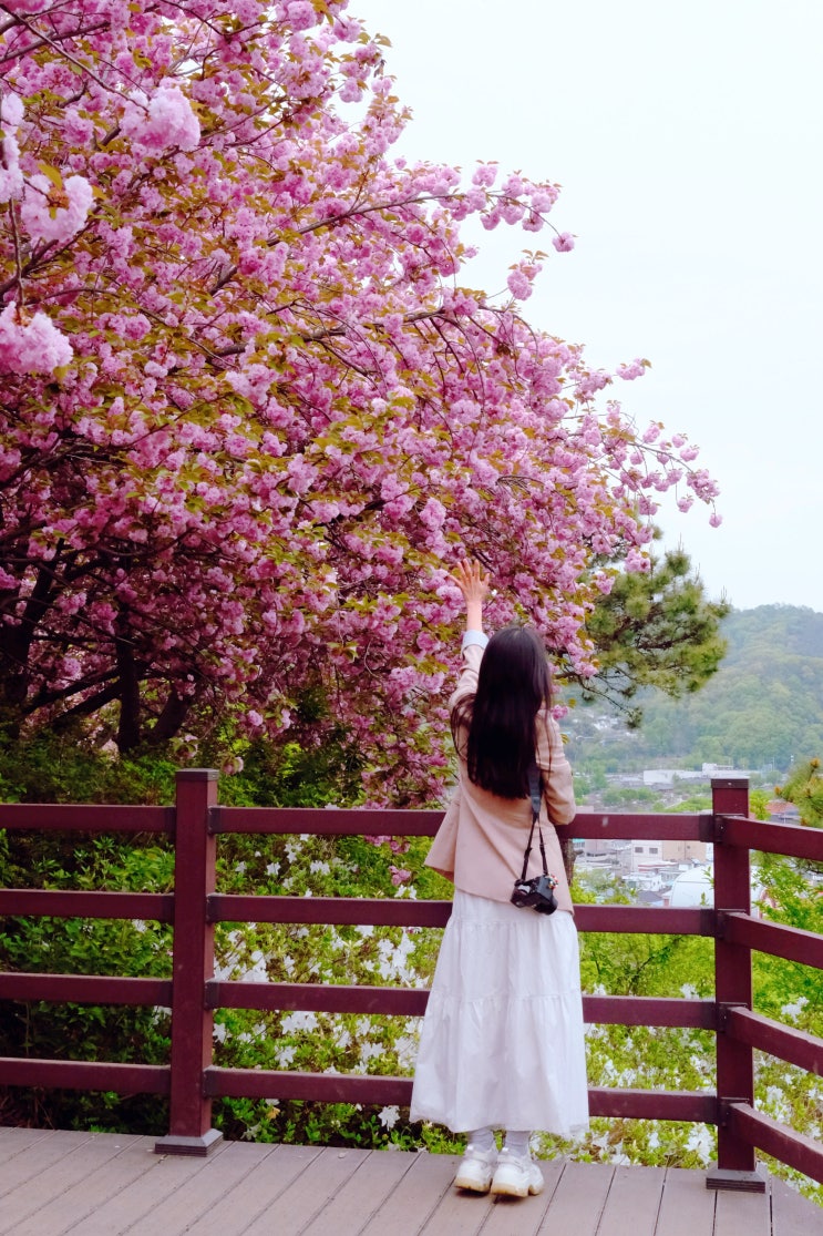  전주 가볼만한곳 4월 5월 완산칠봉꽃동산 완산공원 전주 겹벚꽃