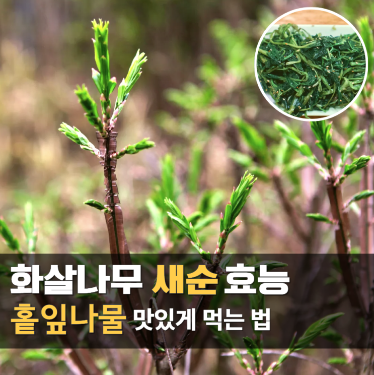  홑잎나물 효능 : 화살나무 새순 먹는법