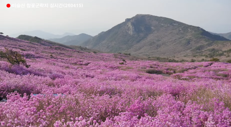  비슬산 참꽃 진달래 가득한 군락지 실시간 확인 방법. 대구 여행 추천코스 힐링 산행