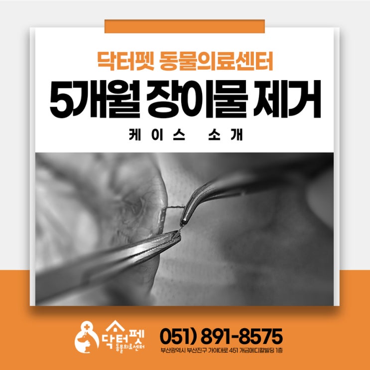  5개월령 고양이가 실을 삼켰어요 위에서 장까지 이어진 선상 이물 응급 수술 부산 24시 동물병원