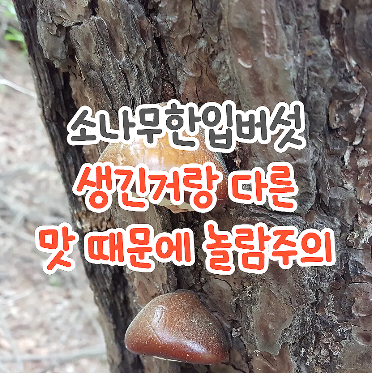  소나무한입버섯(밤버섯) 효능 주의점 맛 먹는법 총정리