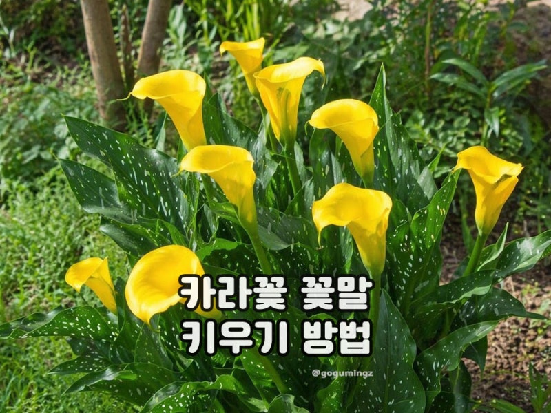 카라꽃 꽃말 키우기 화분 물주기 노란 카라 피는 시기는?