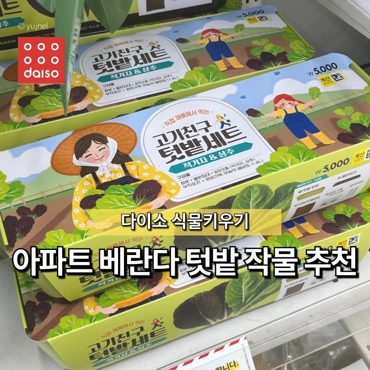  "초보라면 이걸로 시작하세요" 다이소 베란다 텃밭 세트 키우기