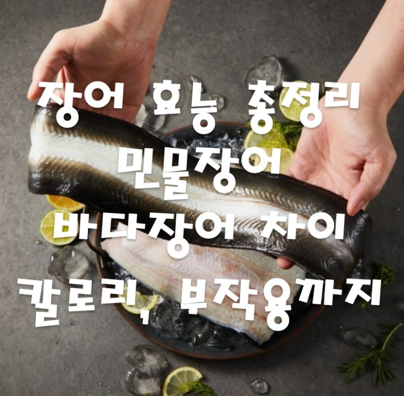 장어 효능 총정리 민물장어 vs 바다장어 차이 칼로리 부작용까지!