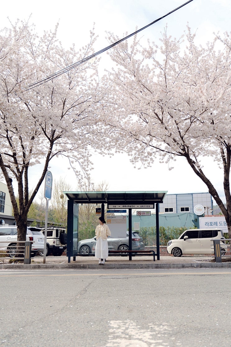  대구 가볼만한 곳, 도동 측백나무숲 벚꽃 산책과 주차 팁 가이드
