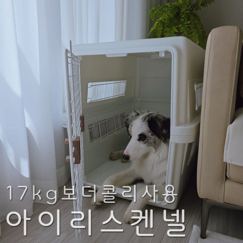 양방향개폐가능한 중대형견 아이리스켄넬 ATC870 18kg 보더콜리 사용후기