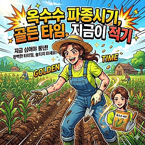옥수수 파종시기, 골든 타임,지금이 적기