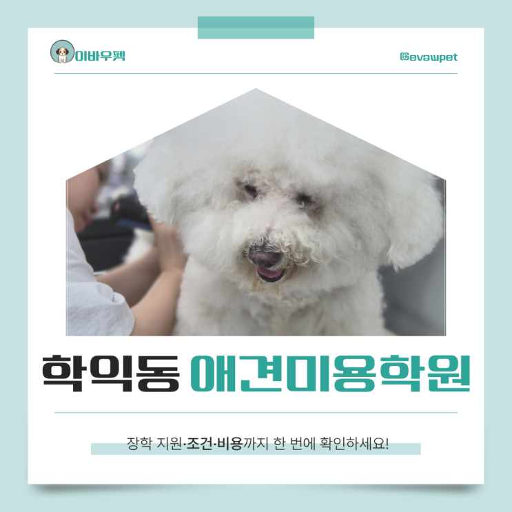  학익동애견미용학원, 초보자가 가장 많이 실수하는 선택