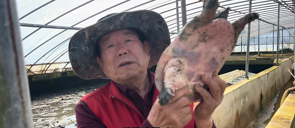 홍가 사진 3