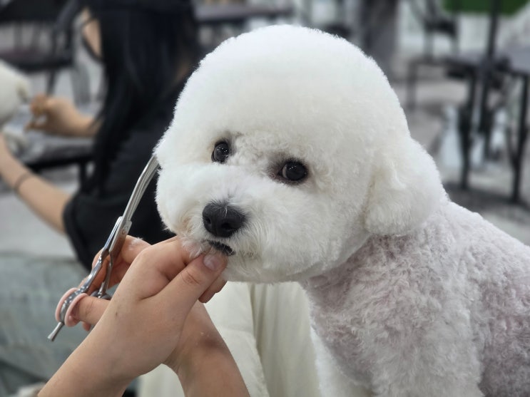  안산애견미용학원 자격증 기간부터 교육비 절감 혜택