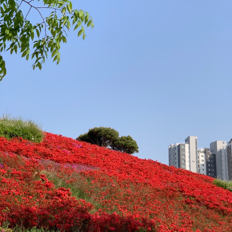  경기도 하남 가볼만한곳 미사한강공원 2호 영산홍 철쭉 언덕 위치 주차
