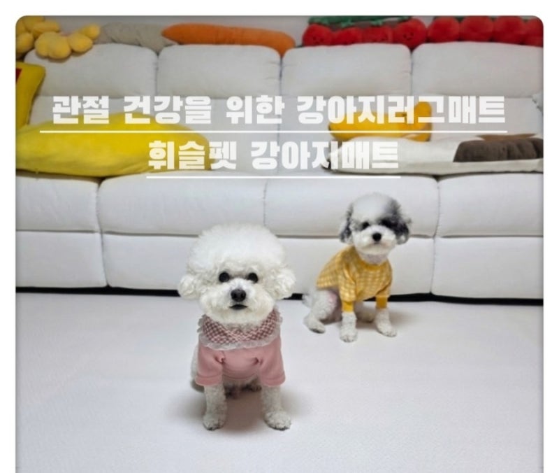 휘슬펫 강아지매트 신상! 솜사탕 형제의 관절 건강을 위한 강아지러그매트