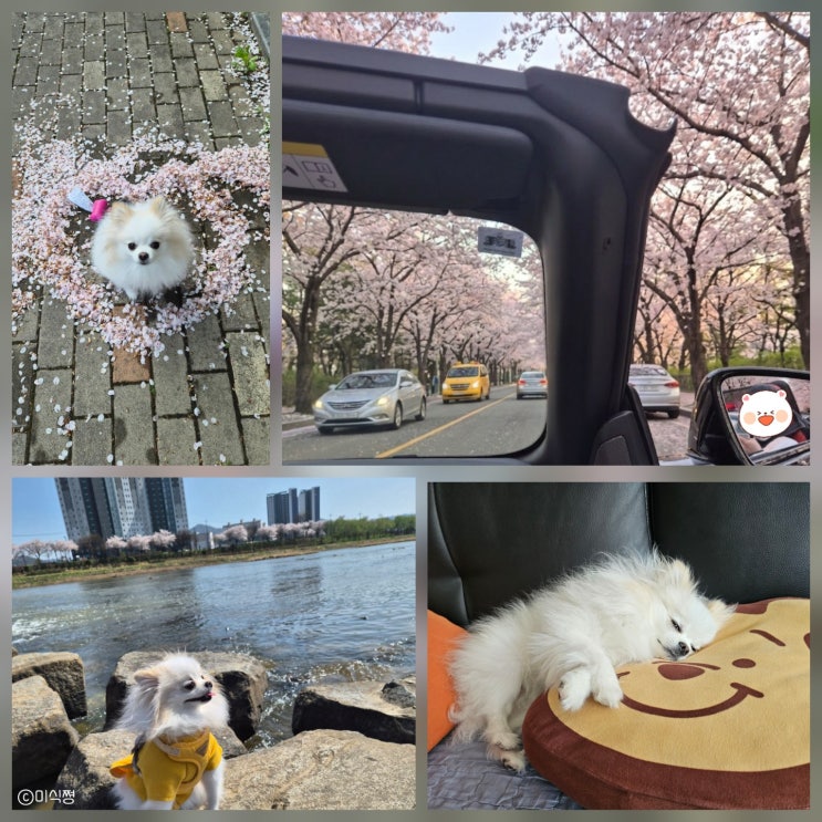  나의 소소한 일상에 귀여운 포메라니안 보리 한스푼 그리고 선물 ( feat.  BMW Z4 )