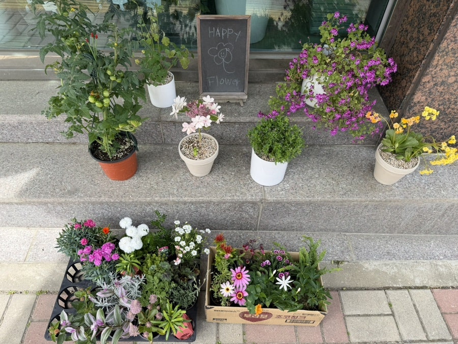 달꽃 사진 2