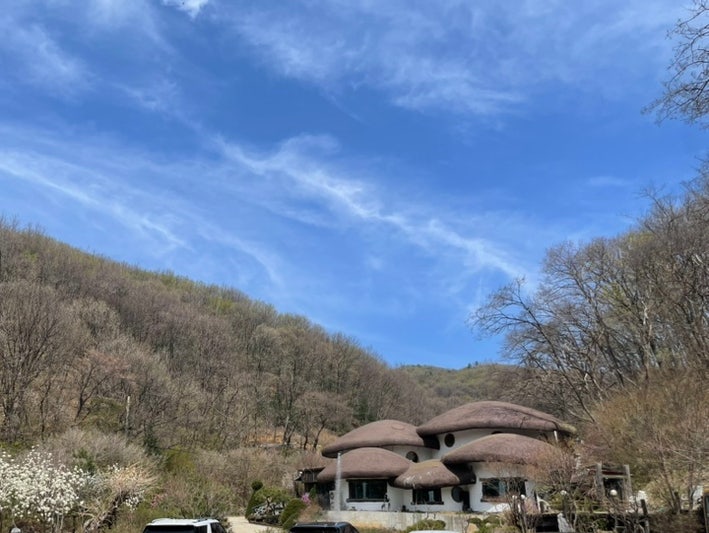 자작나무이야기 사진 2