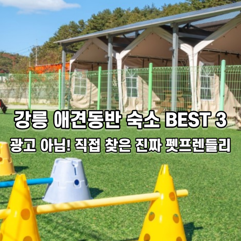 강릉 애견동반 숙소 오션뷰부터 마당 독채까지 진짜 펫프렌들리 펜션 3곳