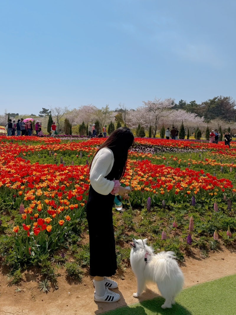 태안 애견동반 가볼만한 곳 네이처월드 세계튤립축제 입장료 주차 포토존 총정리