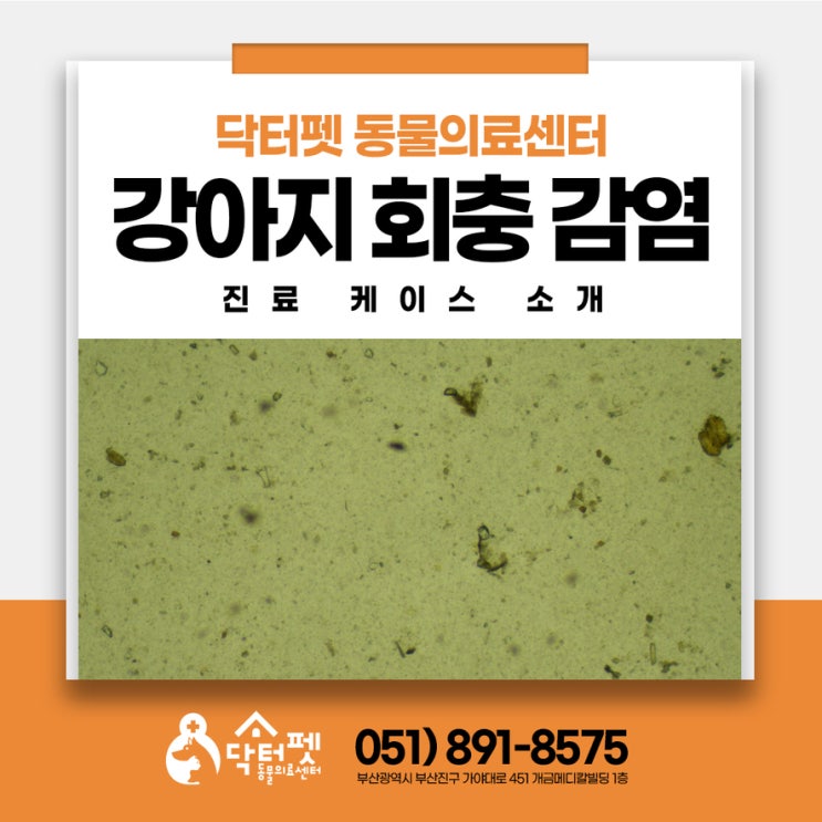  강아지 변에서 지렁이 같은 게 나왔어요 부산 동의대역 동물병원 내부기생충 회충