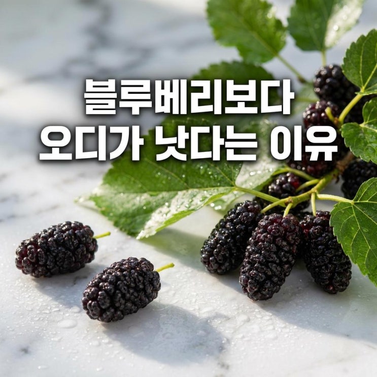  블루베리보다 좋다는 오디 , 이런 영양이 있었어요
