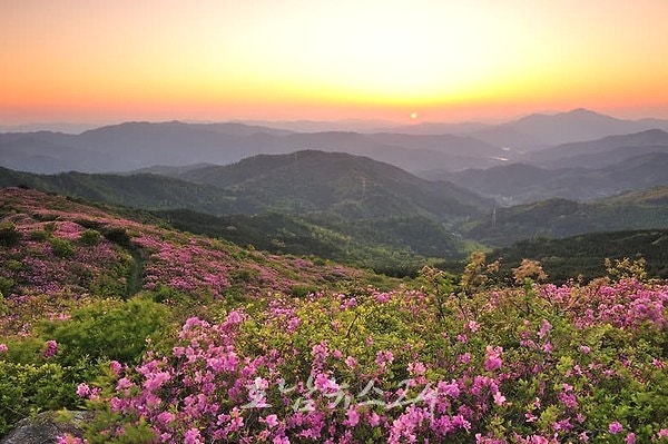  순천시 송광면, ‘제27회 고동산 철쭉제’ 4월 26일 개최