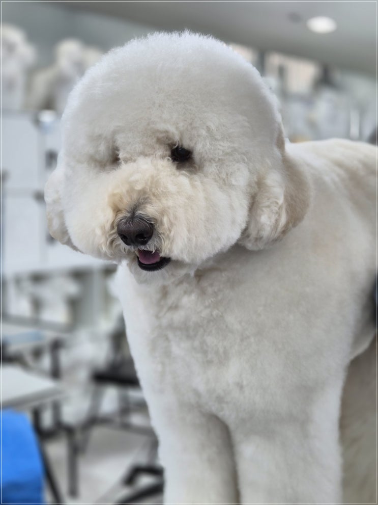  논현동애견미용학원, 처음 선택이 중요한 진짜 이유