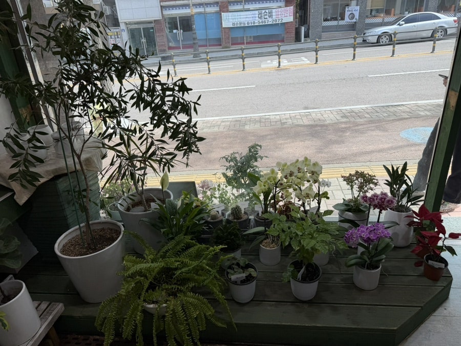 달꽃 사진 4