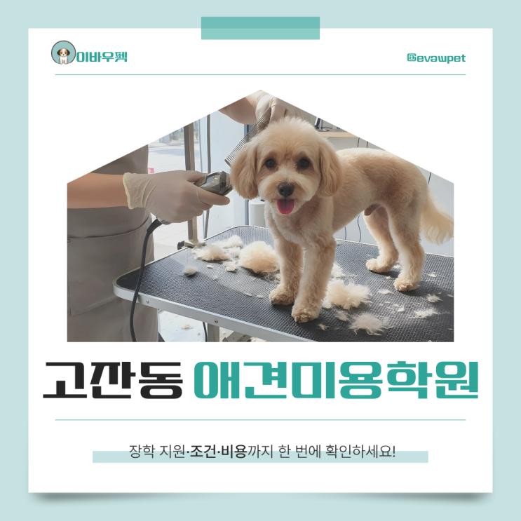  고잔동애견미용학원 | 등록 전 꼭 알아야 할 현실