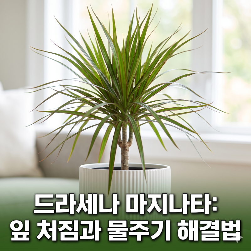 드라세나 마지나타 키우기 물주기 햇빛 잎 처짐 관리법 총정리