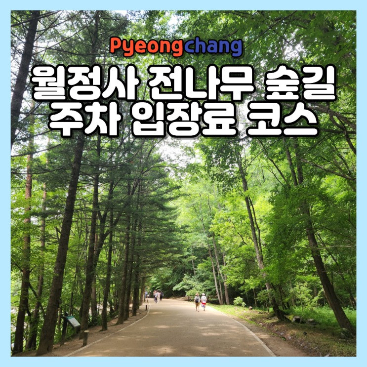  평창 가볼만한곳 오대산 월정사 전나무 숲길 주차 입장료 코스 (5월 연휴 추천)