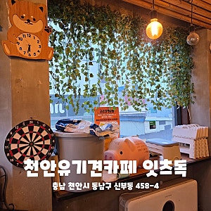 천안 유기견 카페 잇츠독 방문후기 입장료 주차