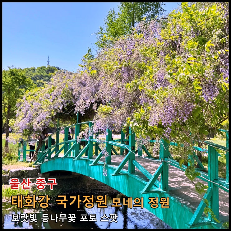  [울산] 4월에 가볼 만한 곳. 보랏빛 등나무꽃 포토 스팟 '태화강 국화정원 모네의 정원' (2026.04.23.실시간, 만개 상태)
