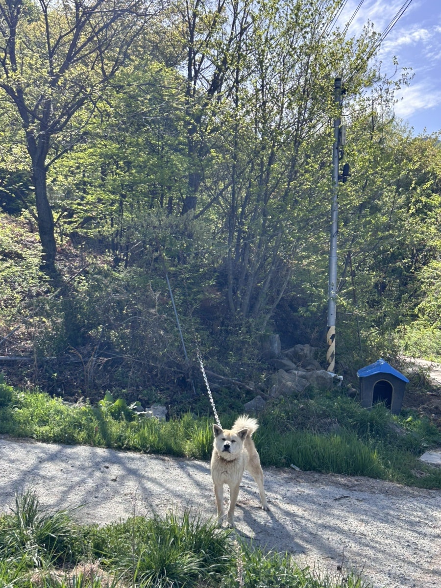백운동순대 사진 6