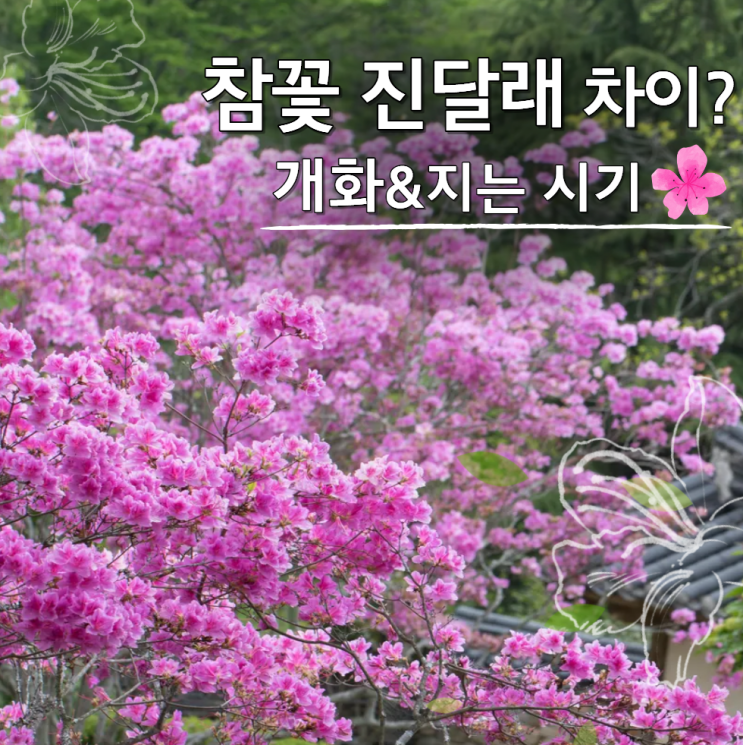 참꽃 진달래 차이? 개화시기 비슬산