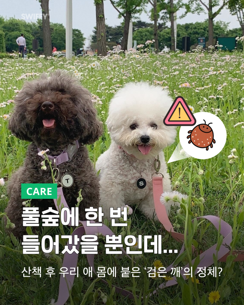 "풀숲 들어갔다가 기절할 뻔.." 강아지산책 진드기 완벽 차단법 진드기 카메라 보는법 아이폰....