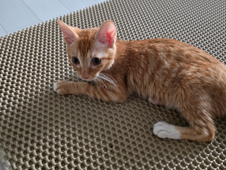  고양이 소리 민감도, 초음파 영역과 반응 차이 원리